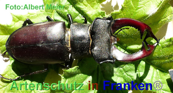 Copyright AiF - Albert Meier Bild zum Eintrag (93521-160)