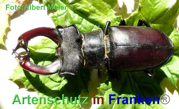 Copyright AiF - Albert Meier Bild zum Eintrag (93522-160)