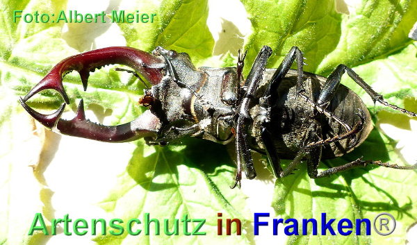 Copyright AiF - Albert Meier Bild zum Eintrag (93523-160)