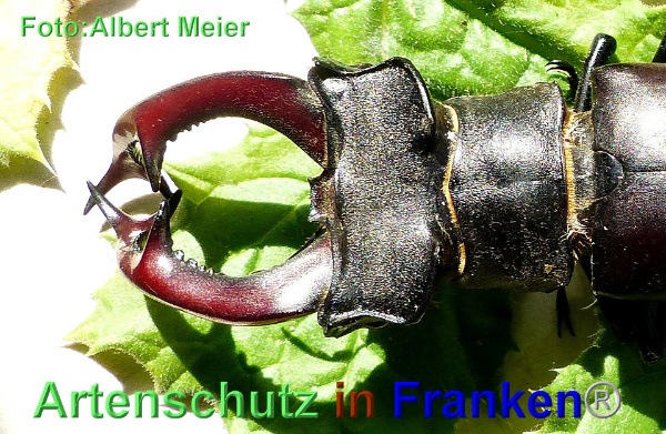 Copyright AiF - Albert Meier Bild zum Eintrag (93524-160)