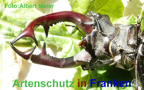 Copyright AiF - Albert Meier Bild zum Eintrag (93525-160)