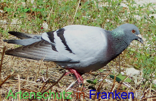 Copyright AiF - Albert Meier Bild zum Eintrag (93720-160)