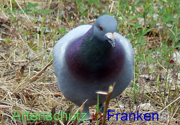 Copyright AiF - Albert Meier Bild zum Eintrag (93721-160)