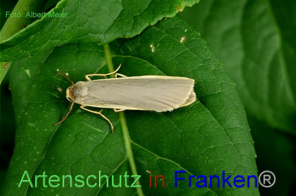 Copyright AiF - Albert Meier Bild zum Eintrag (93725-160)
