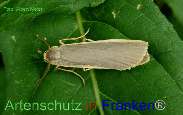 Copyright AiF - Albert Meier Bild zum Eintrag (93726-160)