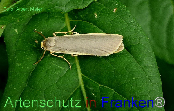 Copyright AiF - Albert Meier Bild zum Eintrag (93728-160)
