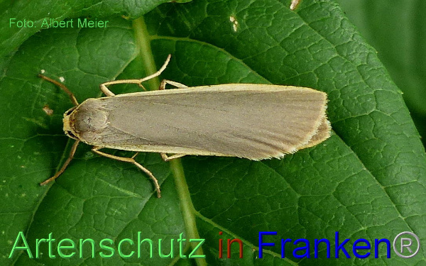Copyright AiF - Albert Meier Bild zum Eintrag (93729-160)