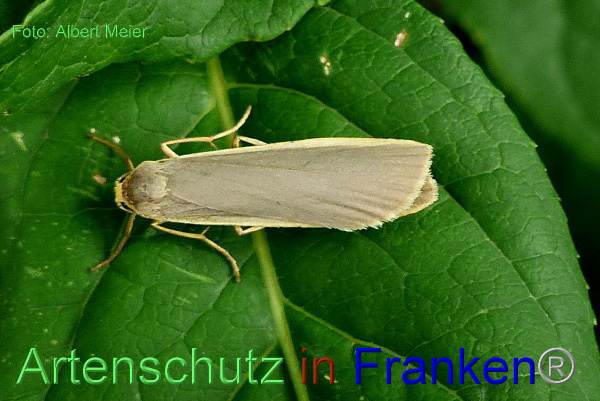 Copyright AiF - Albert Meier Bild zum Eintrag (93730-160)