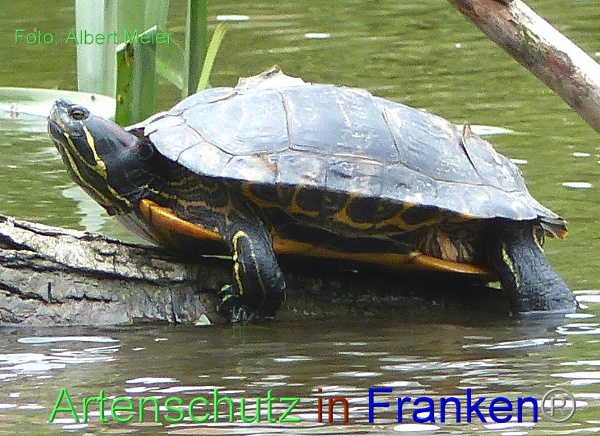 Copyright AiF - Albert Meier Bild zum Eintrag (93732-160)