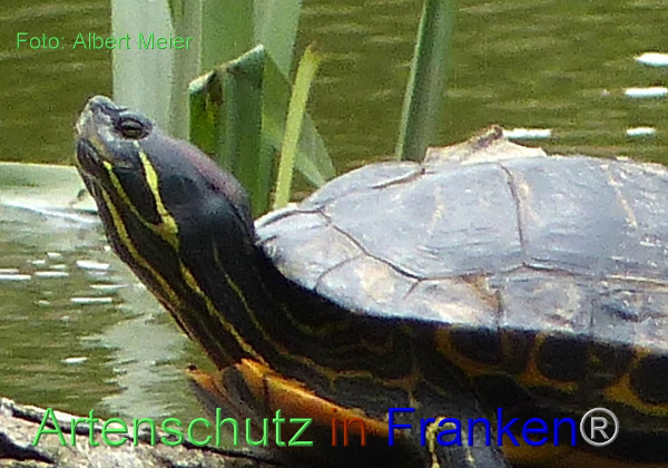 Copyright AiF - Albert Meier Bild zum Eintrag (93733-160)
