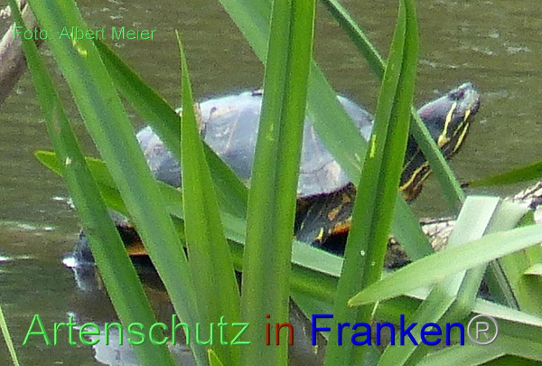 Copyright AiF - Albert Meier Bild zum Eintrag (93734-160)