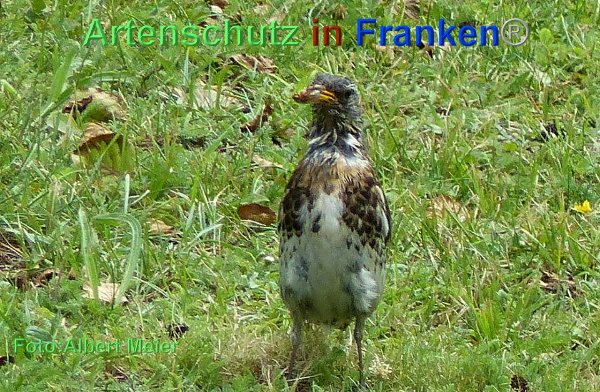 Copyright AiF - Albert Meier Bild zum Eintrag (93782-160)