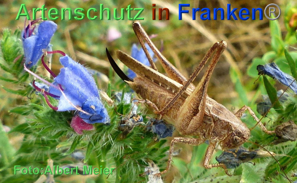Copyright AiF - Albert Meier Bild zum Eintrag (93797-160)