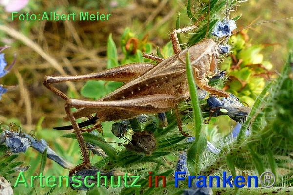 Copyright AiF - Albert Meier Bild zum Eintrag (93798-160)