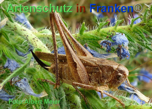 Copyright AiF - Albert Meier Bild zum Eintrag (93800-160)
