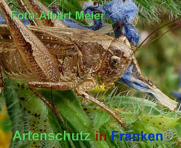 Copyright AiF - Albert Meier Bild zum Eintrag (93802-160)