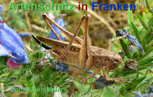 Copyright AiF - Albert Meier Bild zum Eintrag (93804-160)