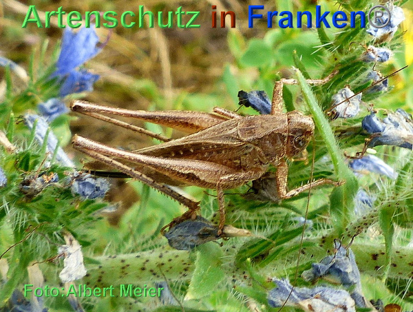 Copyright AiF - Albert Meier Bild zum Eintrag (93805-160)