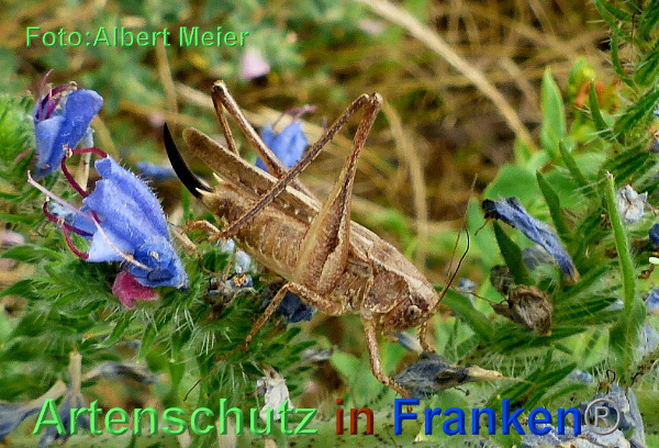Copyright AiF - Albert Meier Bild zum Eintrag (93806-160)