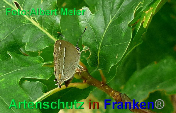 Copyright AiF - Albert Meier Bild zum Eintrag (93865-160)