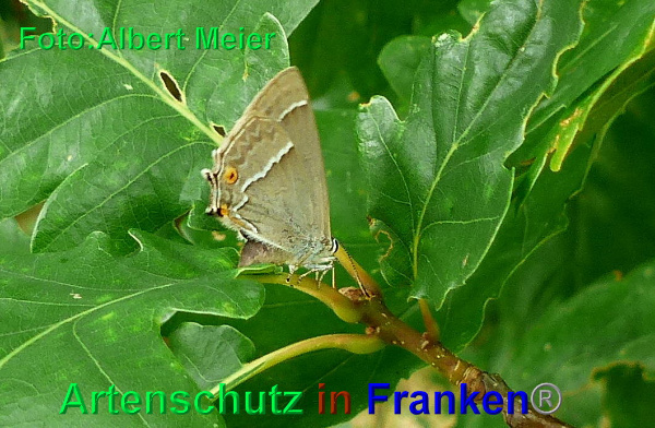 Copyright AiF - Albert Meier Bild zum Eintrag (93866-160)