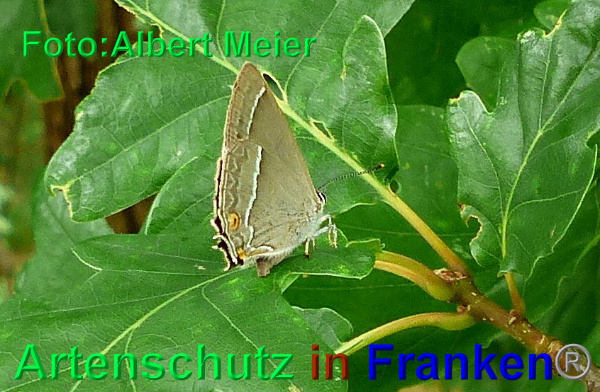 Copyright AiF - Albert Meier Bild zum Eintrag (93867-160)