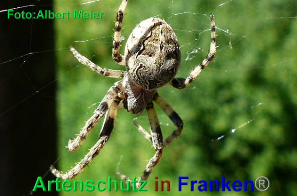 Copyright AiF - Albert Meier Bild zum Eintrag (93870-160)