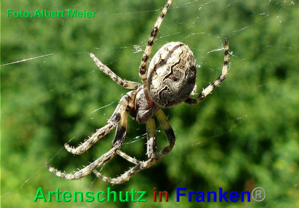 Copyright AiF - Albert Meier Bild zum Eintrag (93871-160)