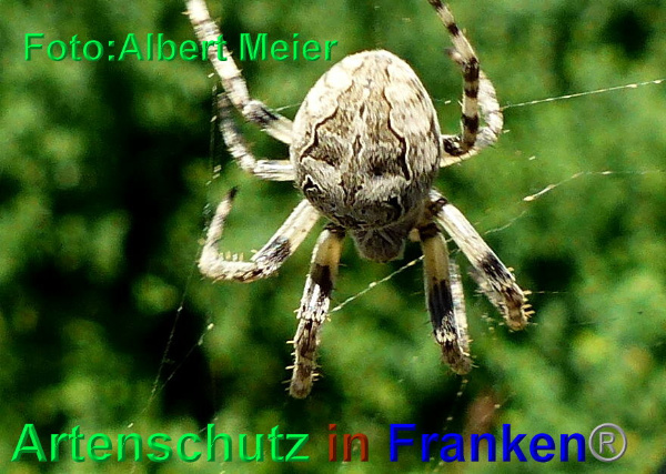Copyright AiF - Albert Meier Bild zum Eintrag (93872-160)