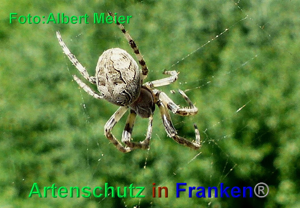 Copyright AiF - Albert Meier Bild zum Eintrag (93877-160)