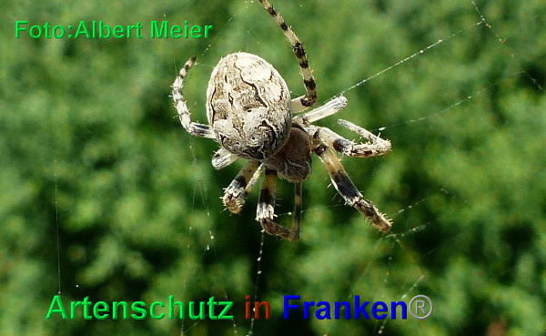 Copyright AiF - Albert Meier Bild zum Eintrag (93878-160)