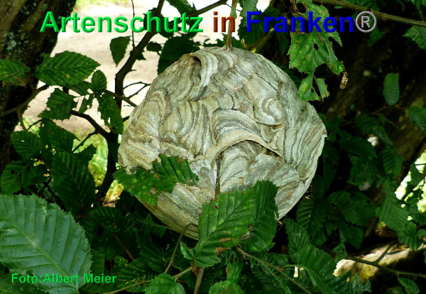 Copyright AiF - Albert Meier Bild zum Eintrag (93885-160)