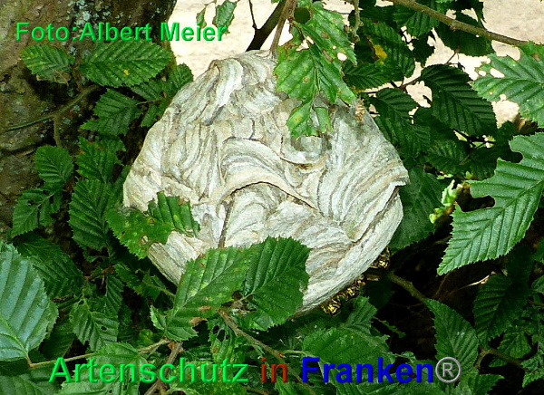 Copyright AiF - Albert Meier Bild zum Eintrag (93887-160)
