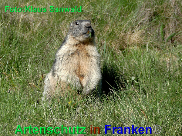 Copyright AiF - Klaus Sanwald Bild zum Eintrag (93907-160)