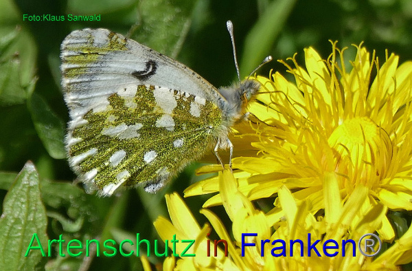 Copyright AiF - Klaus Sanwald Bild zum Eintrag (93953-160)