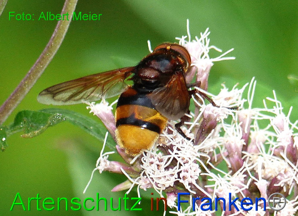 Copyright AiF - Albert Meier Bild zum Eintrag (93988-160)