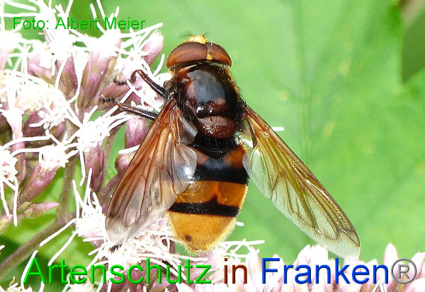 Copyright AiF - Albert Meier Bild zum Eintrag (93989-160)