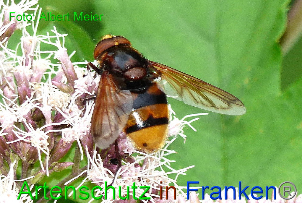Copyright AiF - Albert Meier Bild zum Eintrag (93991-160)