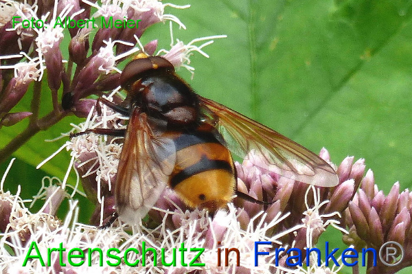 Copyright AiF - Albert Meier Bild zum Eintrag (93992-160)
