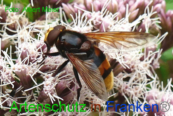 Copyright AiF - Albert Meier Bild zum Eintrag (93993-160)