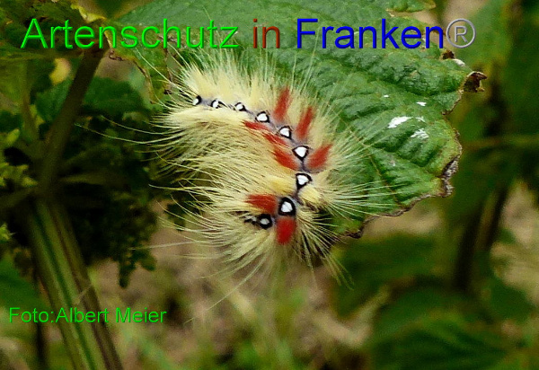 Copyright AiF Albert Meier Bild zum Eintrag (94013-160)