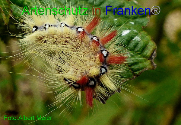 Copyright AiF Albert Meier Bild zum Eintrag (94015-160)