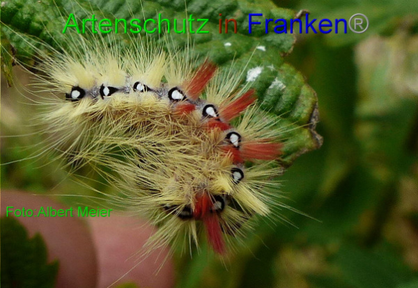 Copyright AiF Albert Meier Bild zum Eintrag (94016-160)