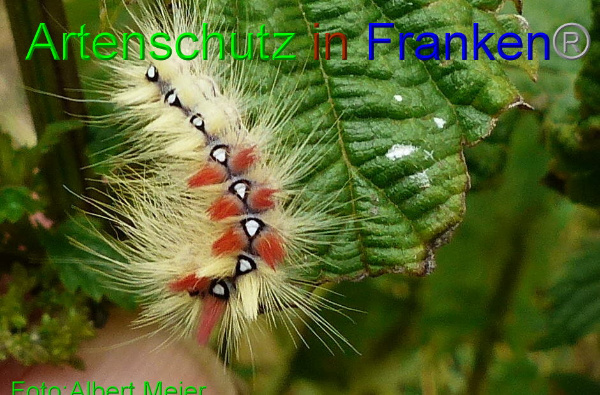 Copyright AiF Albert Meier Bild zum Eintrag (94017-160)