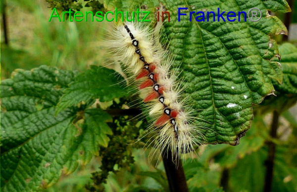 Copyright AiF Albert Meier Bild zum Eintrag (94018-160)