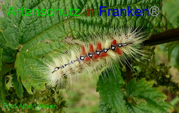Copyright AiF Albert Meier Bild zum Eintrag (94019-160)