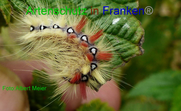 Copyright AiF Albert Meier Bild zum Eintrag (94020-160)