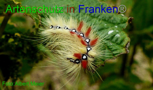 Copyright AiF Albert Meier Bild zum Eintrag (94022-160)