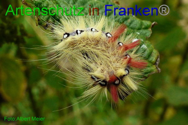 Copyright AiF Albert Meier Bild zum Eintrag (94024-160)