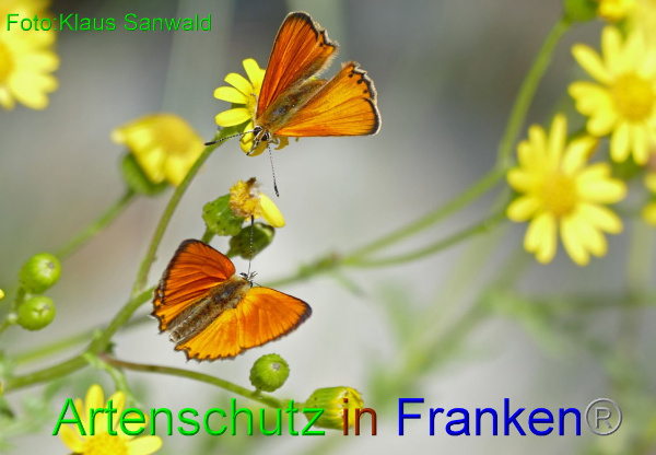 Copyright AiF Klaus Sanwald Bild zum Eintrag (94030-160)